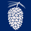 Maine White Pine Cone